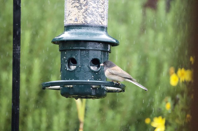 Bird Feeding in the Rain at Garden Feeder