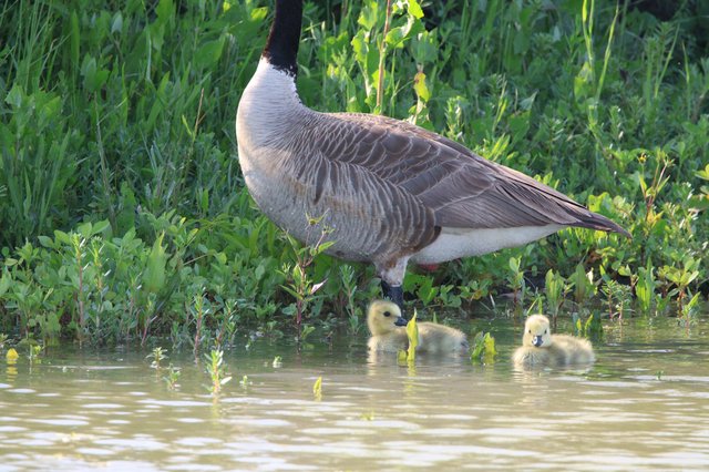 Canada Goose Parent with Two Goslings in Wetland