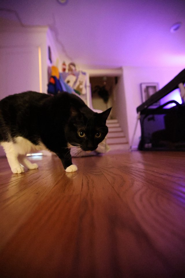 Black and White Cat Stalking on Hardwood Floor
