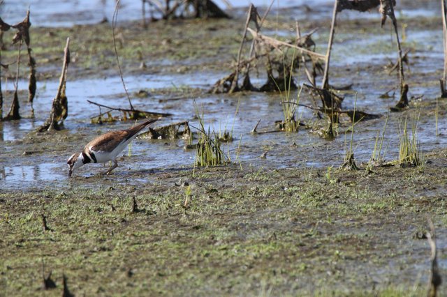 Killdeer Foraging in Muddy Wetland Waters