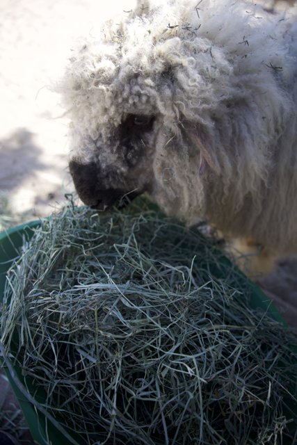 Fleece and Feast