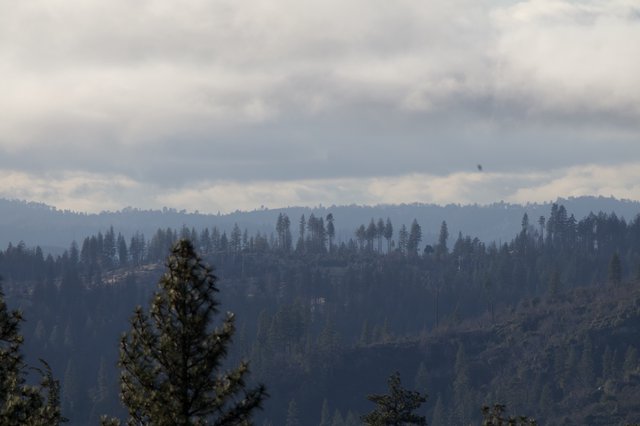 Misty Forest Ridges Under Overcast Sierra Nevada Skies