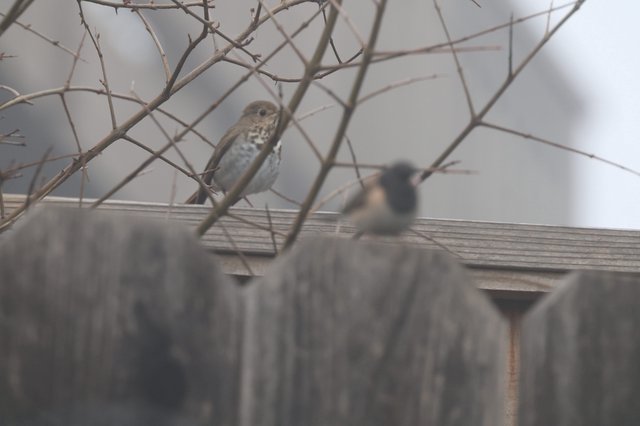 Fox Sparrow and House Sparrow in Winter Branches