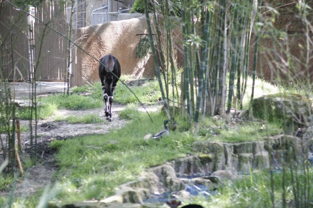 Giraffe Strolls Through Lush Zoo Trail