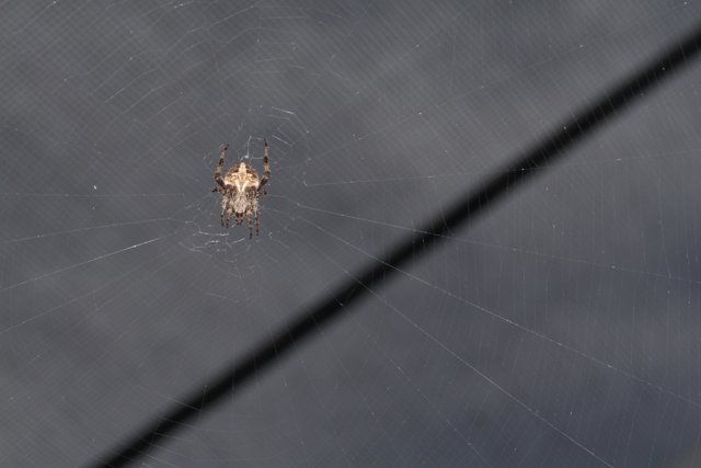 Garden Spider Weaving In The Dark
