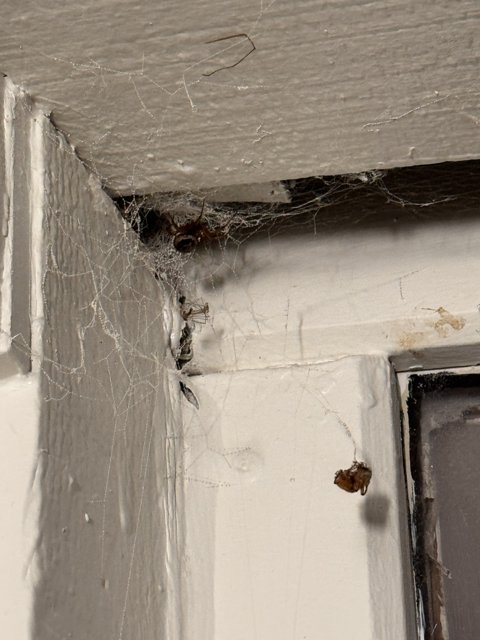 Webbed Corners