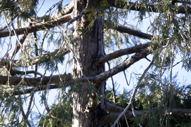 Weathered Tree Branches Against Winter Sky in Yosemite