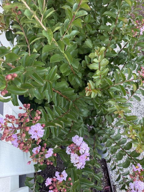 Summer Blossom in Walnut Creek