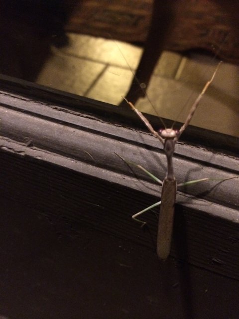 Praying Mantis Guarding the Door