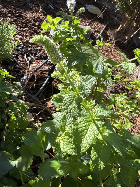 Verdant Harmony: A Dance of Mint