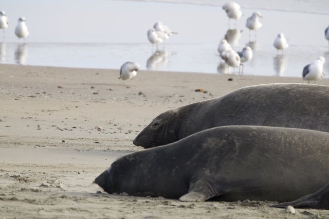 Elephant Seals Resting on Drakes Beach with Seabirds