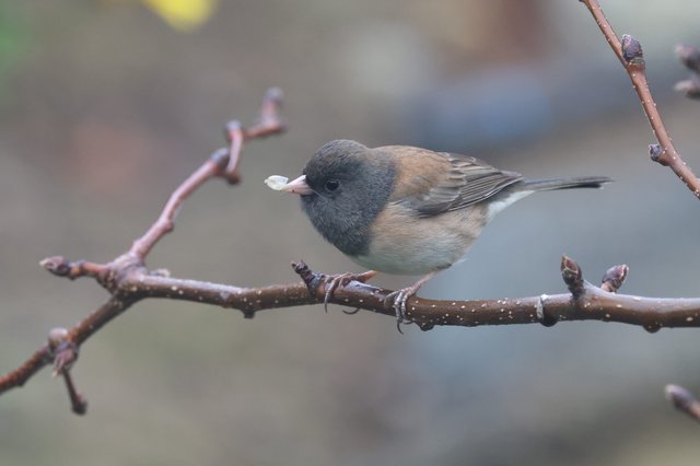 Dark-Eyed Junco Perched on Winter Branch with Seed