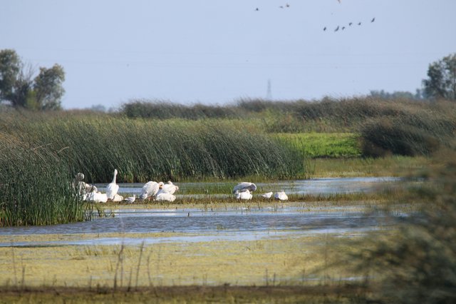 White Pelicans and Herons Wading in Wetland Marsh