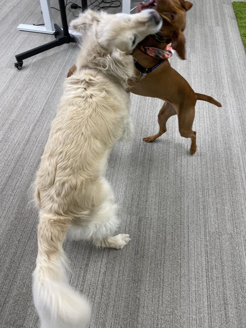 Canine Combat in the Office