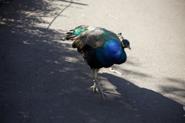 Pride of Peacock at SF Zoo