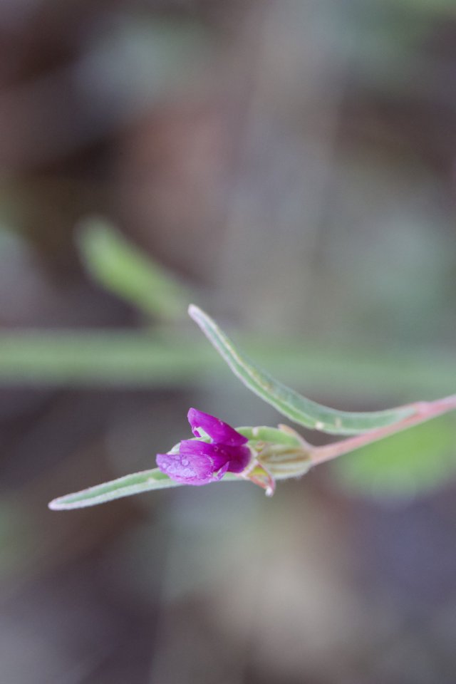 Tiny Magenta Bloom Emerges After Morning Rain