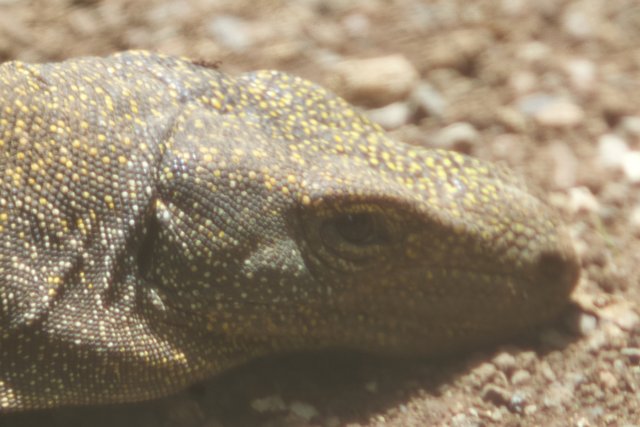 Majestic Komodo Dragon in Focus