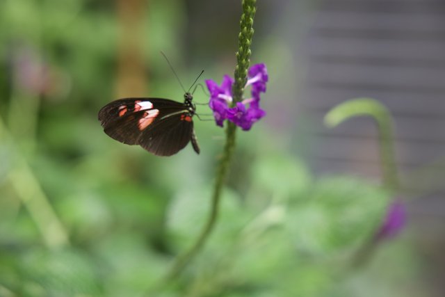Majestic Butterfly Basking on a Purple Geranium