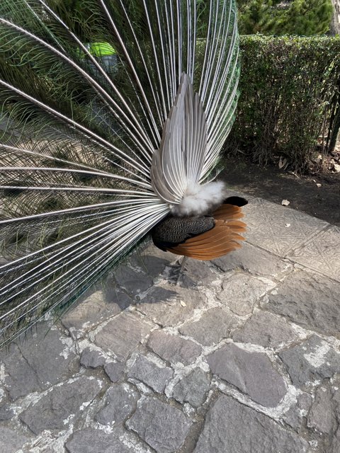 Majestic Peacock at Xochimilco