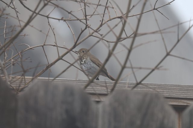 Hermit Thrush Perched Among Winter Thorns at Dusk