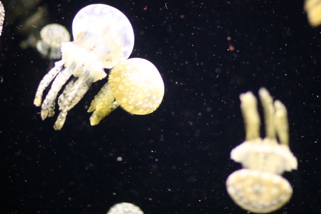 Graceful Jellyfish in their Natural Habitat