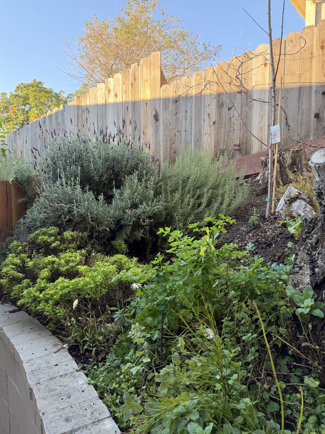 Backyard Garden with Weathered Wooden Fence and Plantings