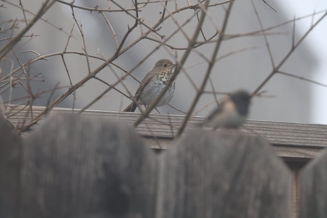 Hermit Thrush Perched Among Bare Winter Branches