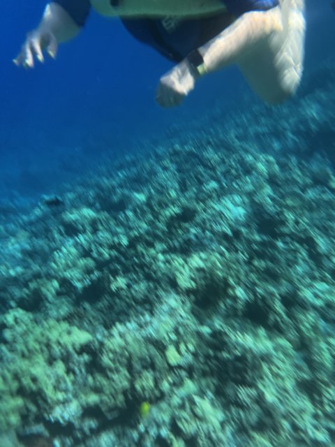 Exploring the Coral Wonders of Alalakeiki Channel