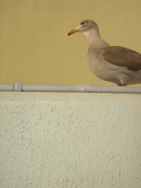 A Seagull Perched on a Ledge