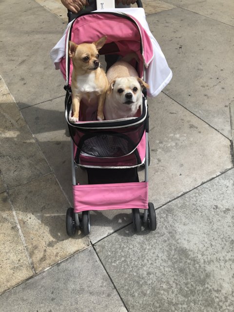 A Walk with our Pups