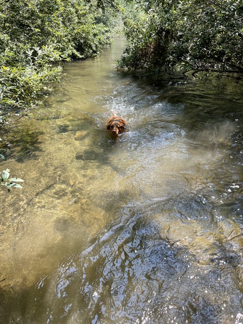 A Canine's Dream Swim