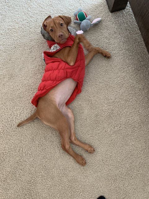 Cozy Canine in Red