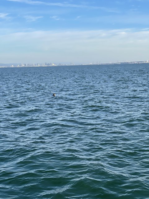Seagull Swimming in San Francisco Bay