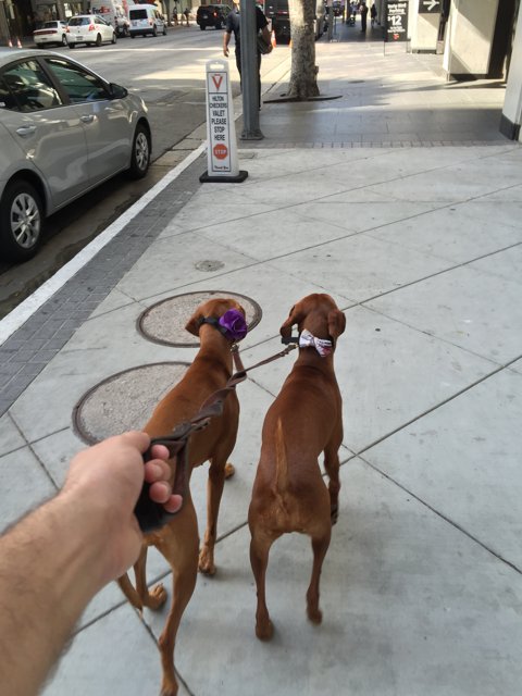 Two Dogs Enjoying a Walk in Los Angeles