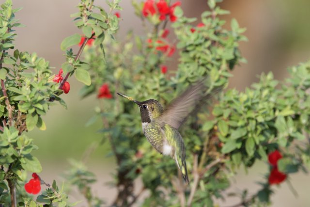 Hummingbird Harmony at Fort Mason