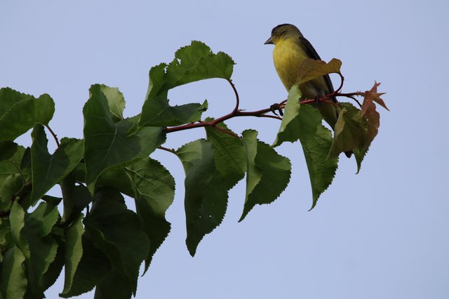 Yellow-Bellied Bird Perched on Mulberry Branch