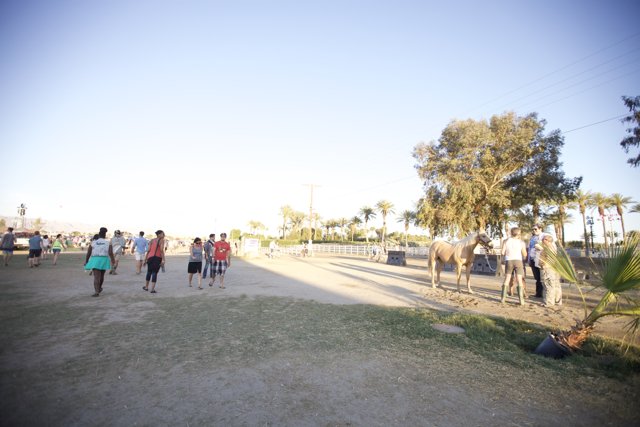 Camels at Coachella