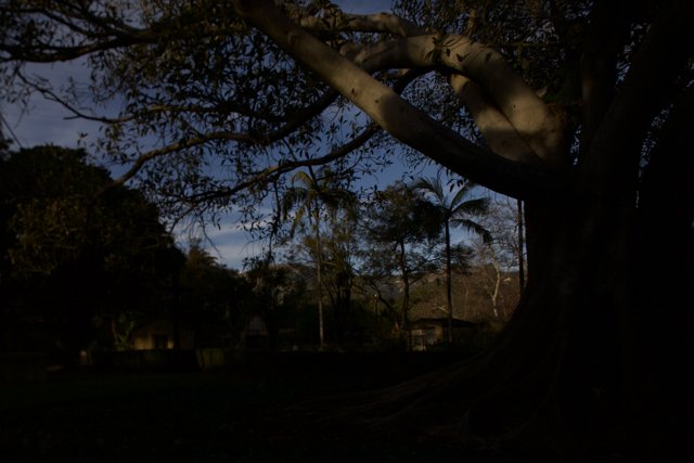 Majestic Eucalyptus Tree in the Park
