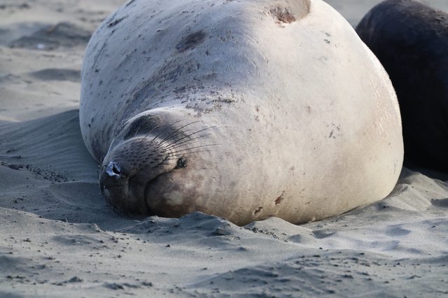 Resting Elephant Seal on Sandy Beach at Drakes Beach