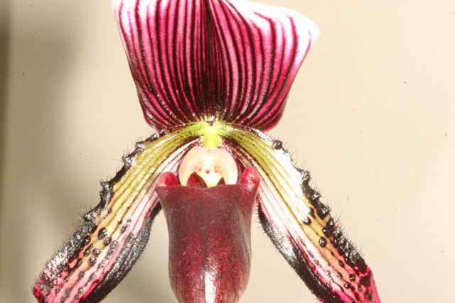 Elegant Orchid with Extended Petal