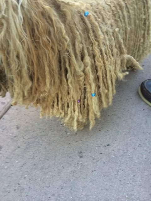 Long-haired Canine on Santa Fe Sidewalk
