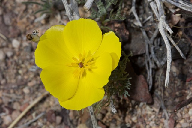A Lone Geranium in the Desert