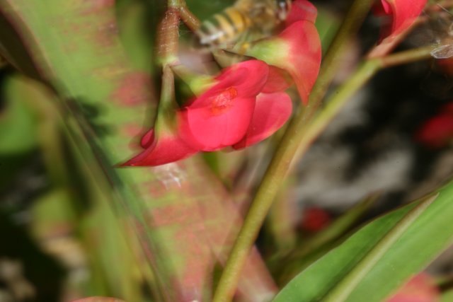 Bee-autiful Geranium