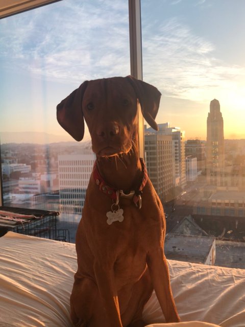 Urban Pup and His Bedtime View