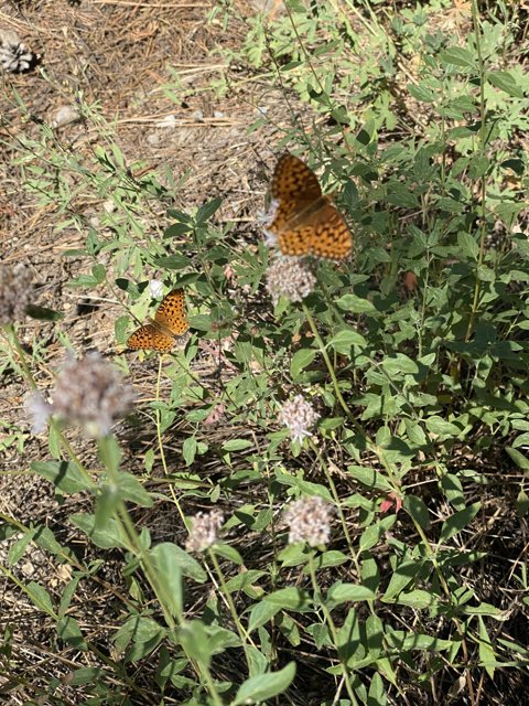 Two Brown Butterflies Enjoying Herbal Paradise