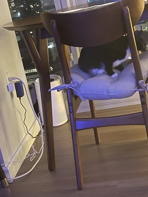 Feline Furniture Connoisseur