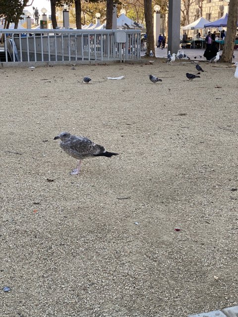 Urban Pigeon