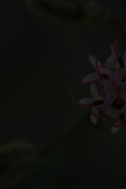 Geranium Flower Close Up