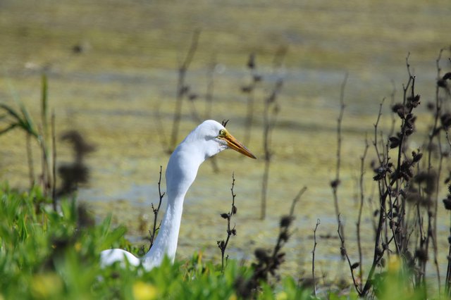 Great Egret Hunting by Shallow Wetland Waters