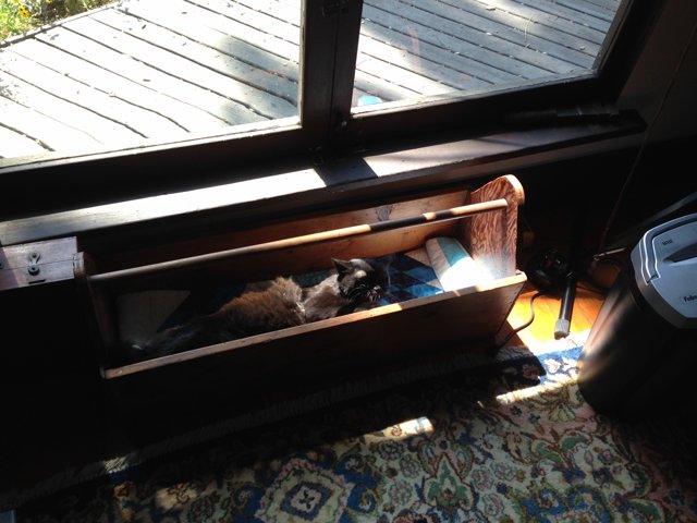 Cozy Cat in Wood Drawer